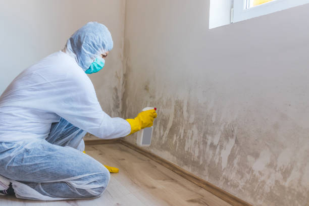 Mold Remediation specialist working in Grimesland